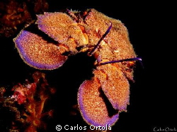 Scyllarides latus. Mediterranean slipper lobster. by Carlos Ortolà 